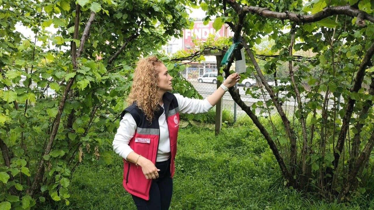 Kokarcanın İzini Sürüyorlar!